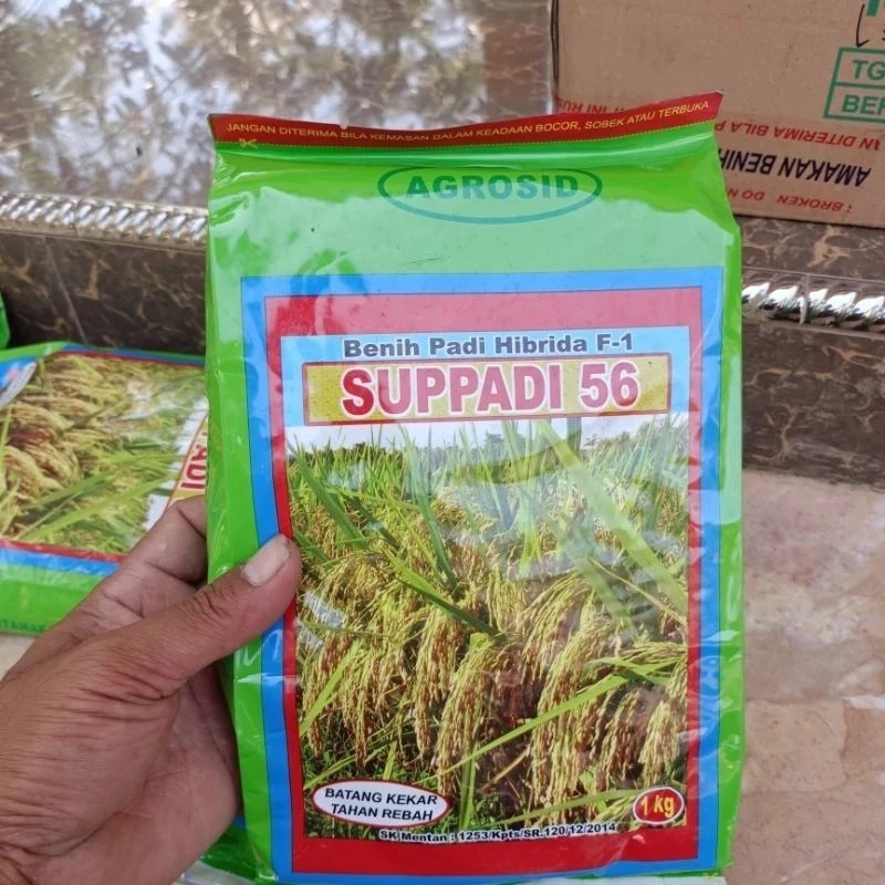 Jual Supadi 56 F1 1 Kg Benih Padi Hibrida Agrosid | Shopee Indonesia
