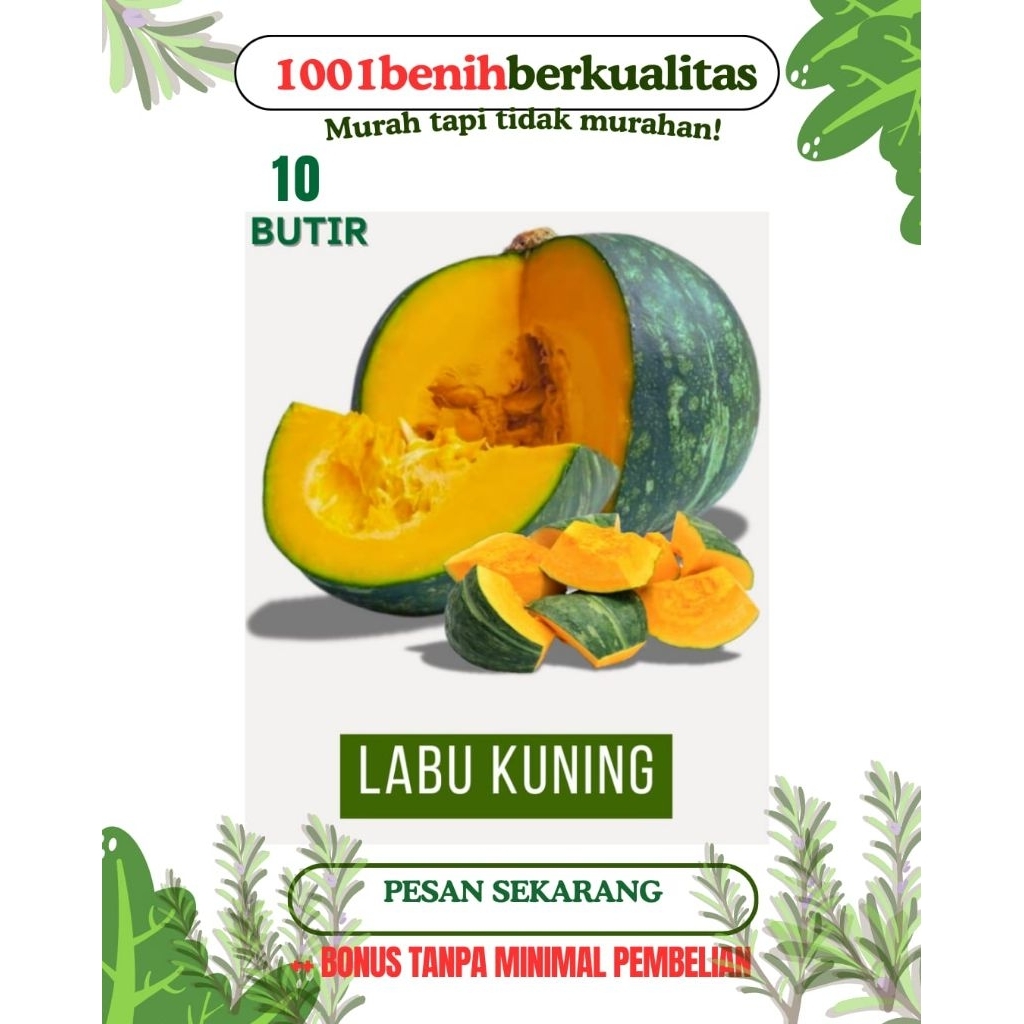 Jual 10 butir labu kolak kuning + bonus | Shopee Indonesia