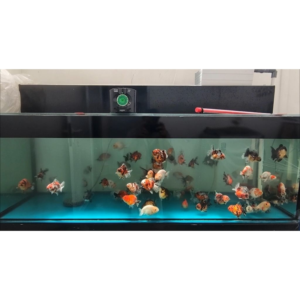 Jual Ikan Mas Koki Oranda Rancu Panda | Shopee Indonesia