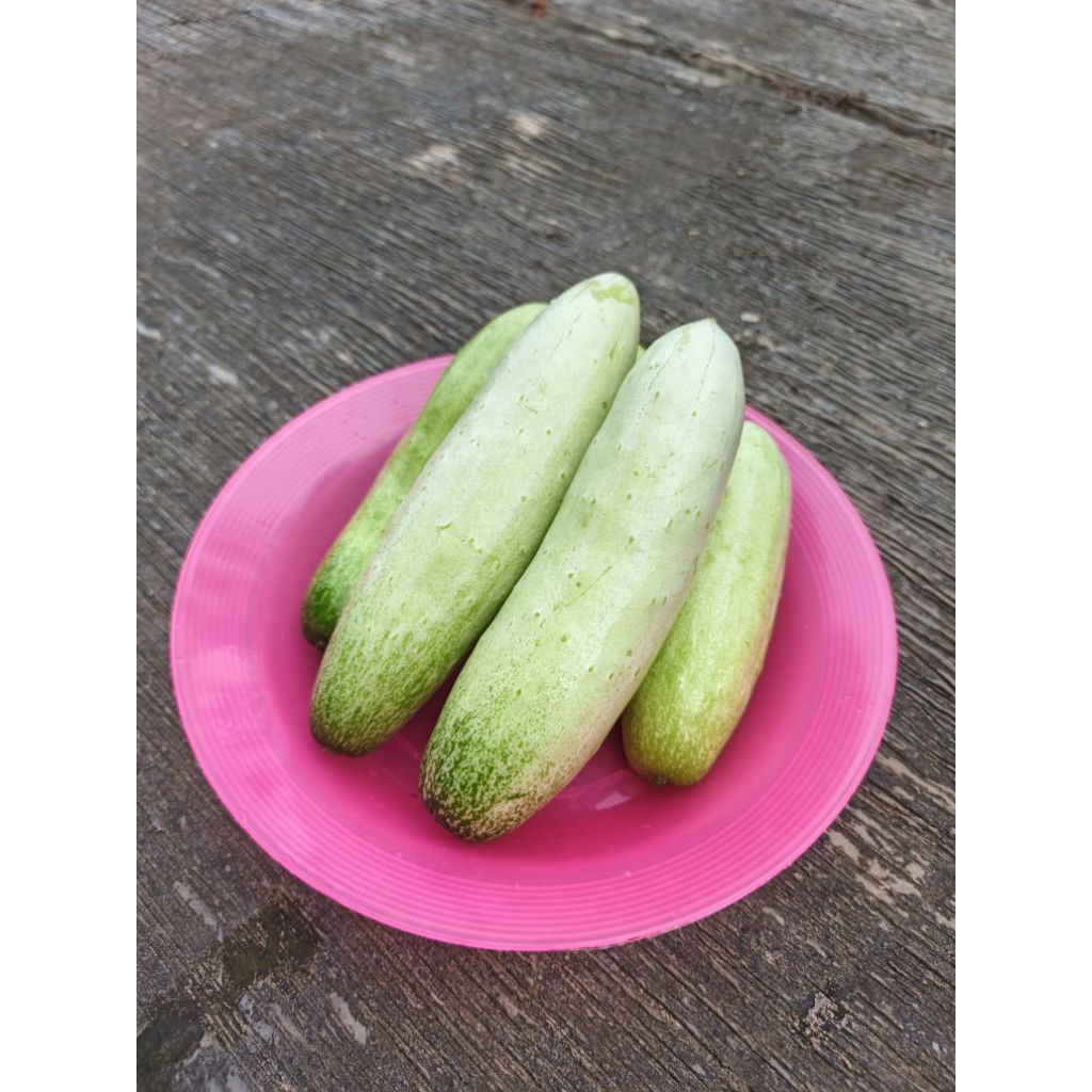 Jual Timun 1 Kg Terlengkap & Harga Terbaru April 2026 | Shopee Indonesia
