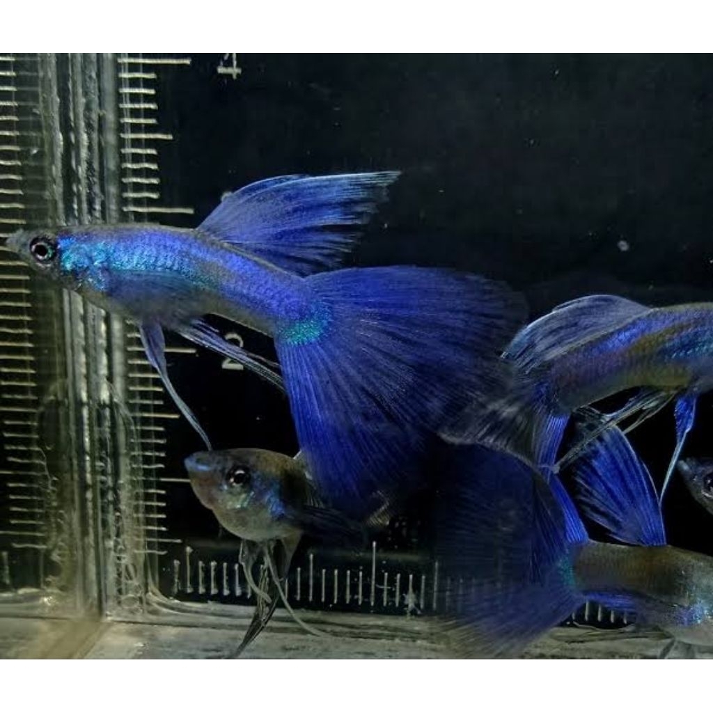 Jual box paking guppy(blue moscow Ribbon) | Shopee Indonesia