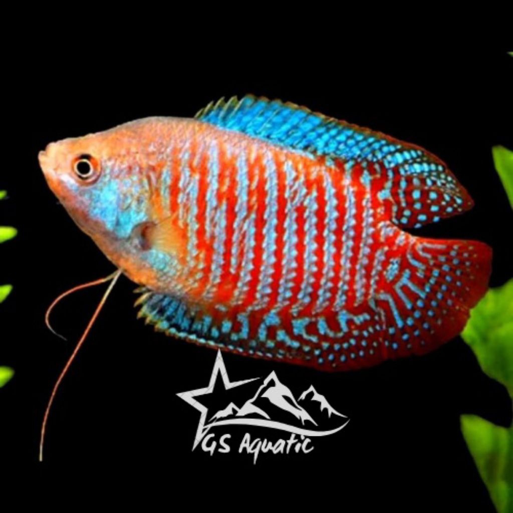 Jual Hiasan Aquarium Sepat Ralis - Ikan Hias Aquascape - Ikan Hias Air ...