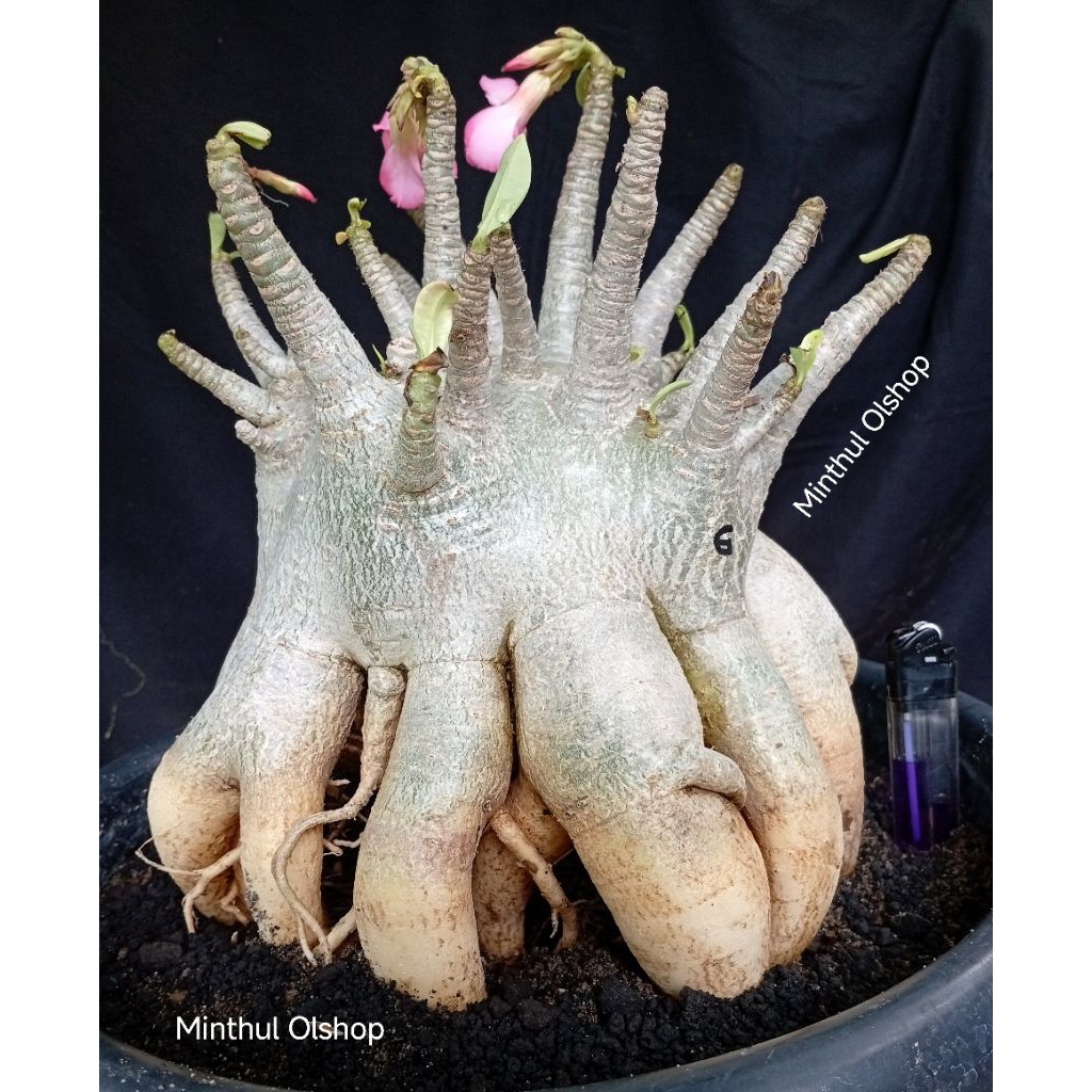 Jual Bonsai adenium arabicum karakter size jumbo real pict | Shopee ...