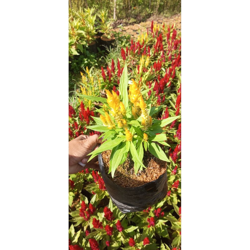 Jual Tanaman bunga jengger ayam atau Celosia plumosa berwarna kuning ...