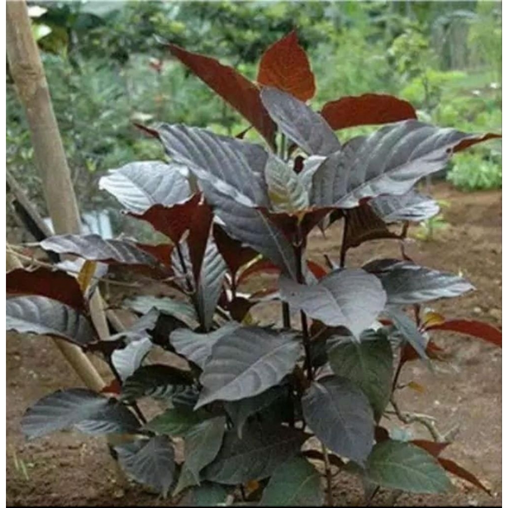 Jual daun handeuleum(daun ungu)/kopi hideung segar 100gram | Shopee ...