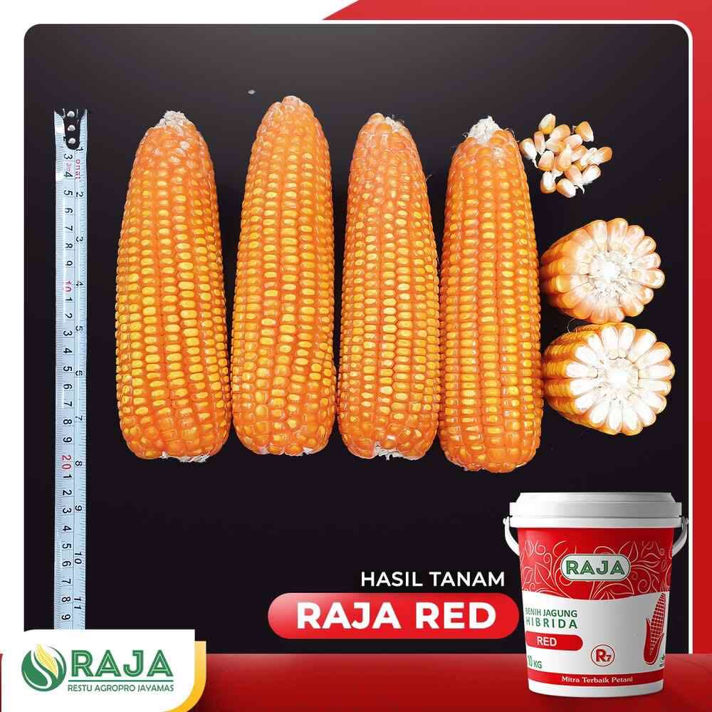 Jual Benih Jagung Hibrida Raja R7 Red - 1kg x 10 Kemasan Pail/Ember ...