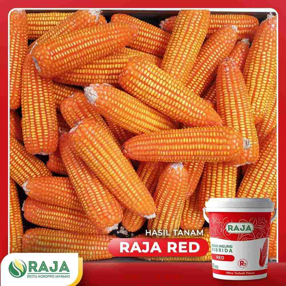 Jual Benih Jagung Hibrida Raja R7 Red - 1kg x 10 Kemasan Pail/Ember ...