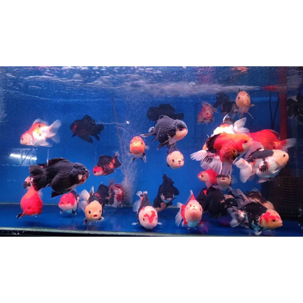 Jual IKAN MAS KOKI TRI COLOUR | Shopee Indonesia