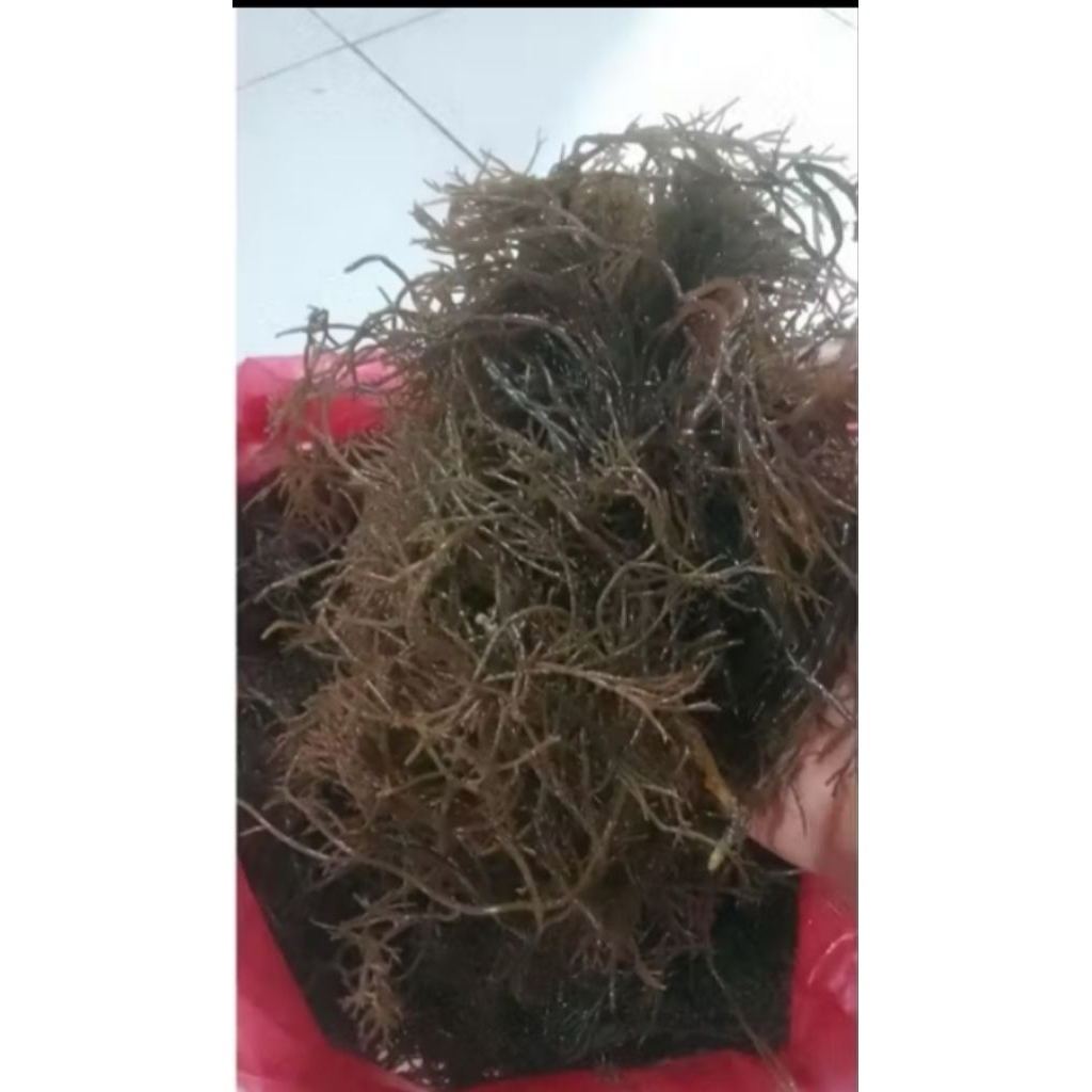 Jual Rumput laut MENTAH SEGAR 1KG | Shopee Indonesia