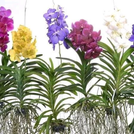 Jual Anggrek Vanda Surabaya