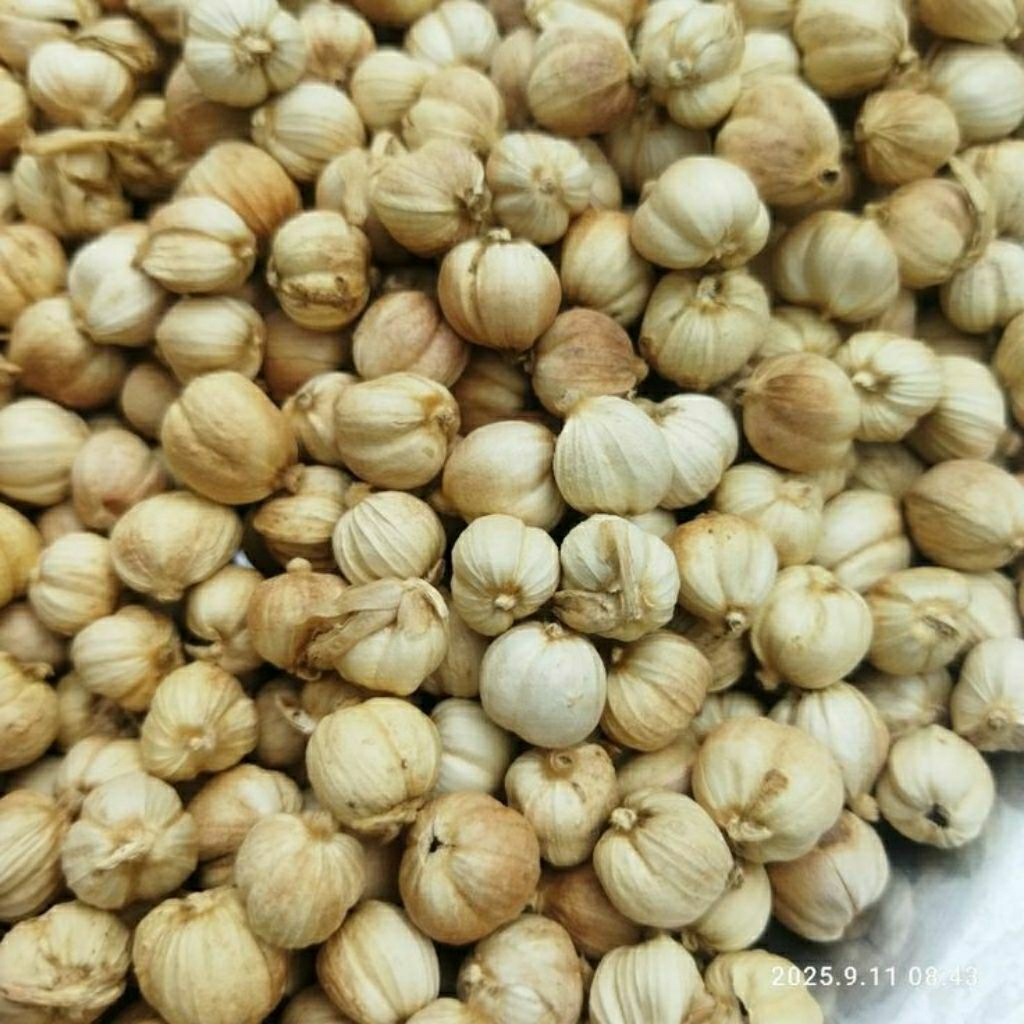 Jual Kapulaga 100 gram | Shopee Indonesia