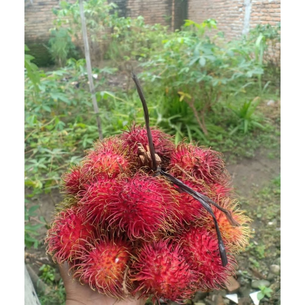 Jual Bibit Rambutan Binjai 1 Meter Up Full Media | Shopee Indonesia