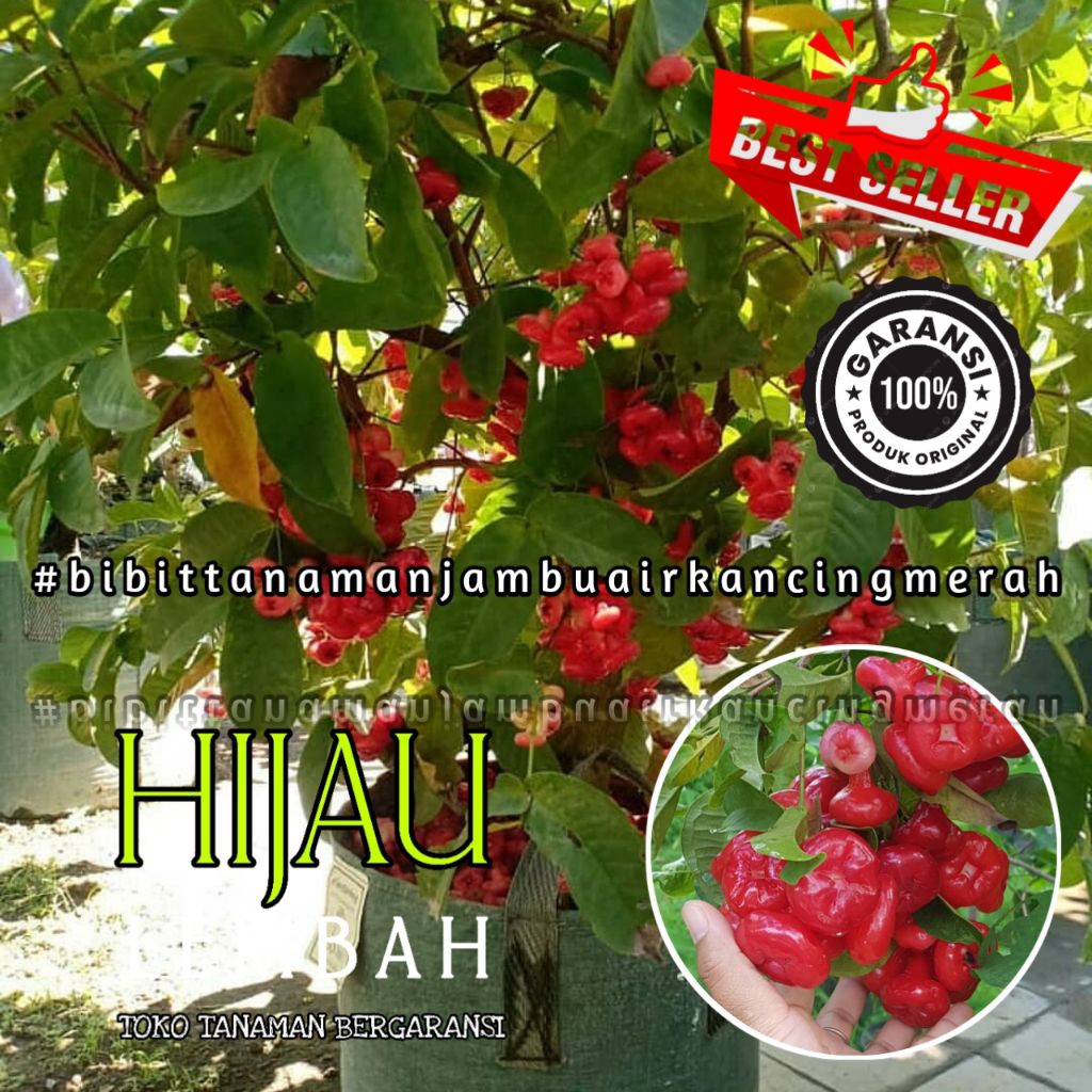Jual Bibit Tanaman Jambu Air Kancing Jambu Air Kancing Merah Unggul ...