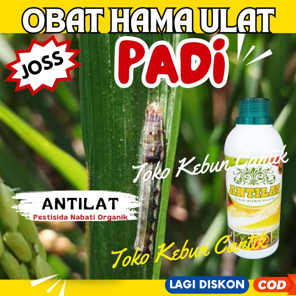 Jual Antilat 500ml – Obat Ulat Organik, Basmi Ulat Padi, Ulat Tanah ...