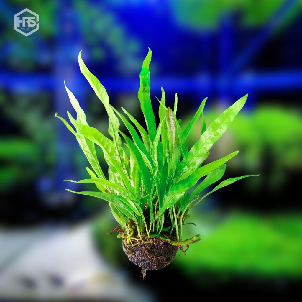Jual Kadaka Java fern low co2 cahaya rendah tanaman aquascape mudah ...