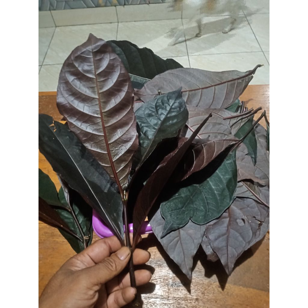 Jual daun handeuleum frees/daun unggu 1kg | Shopee Indonesia