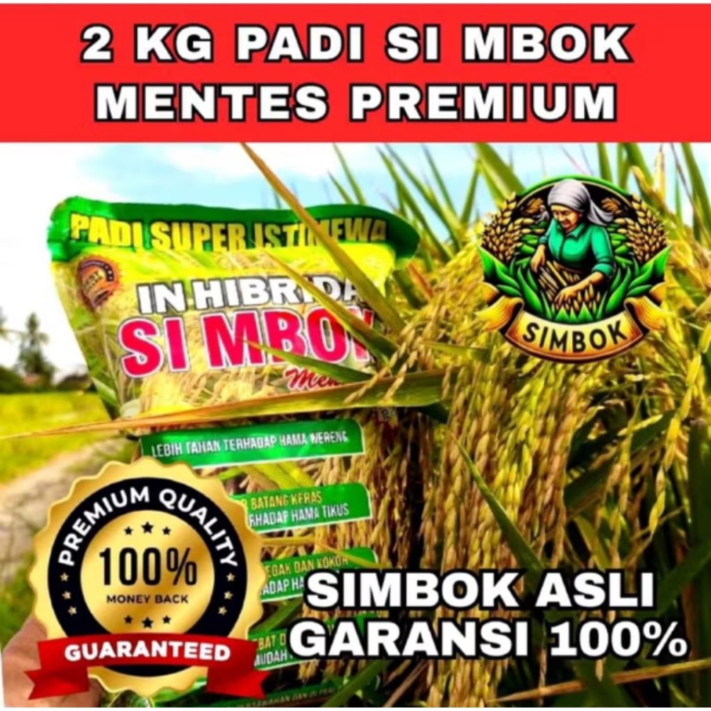 Jual 2 KG SIMBOK MENTES PREMIUM MASA PANEN 95 - 110 HST KUALITAS ...