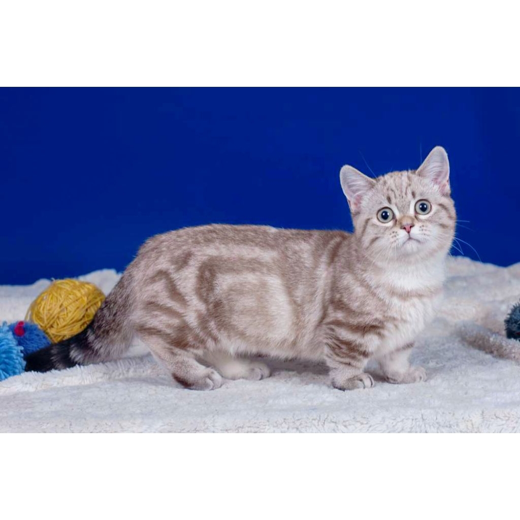 Jual Kucing Munchkin Persia longhair shorthair pesek medium usia 3 ...