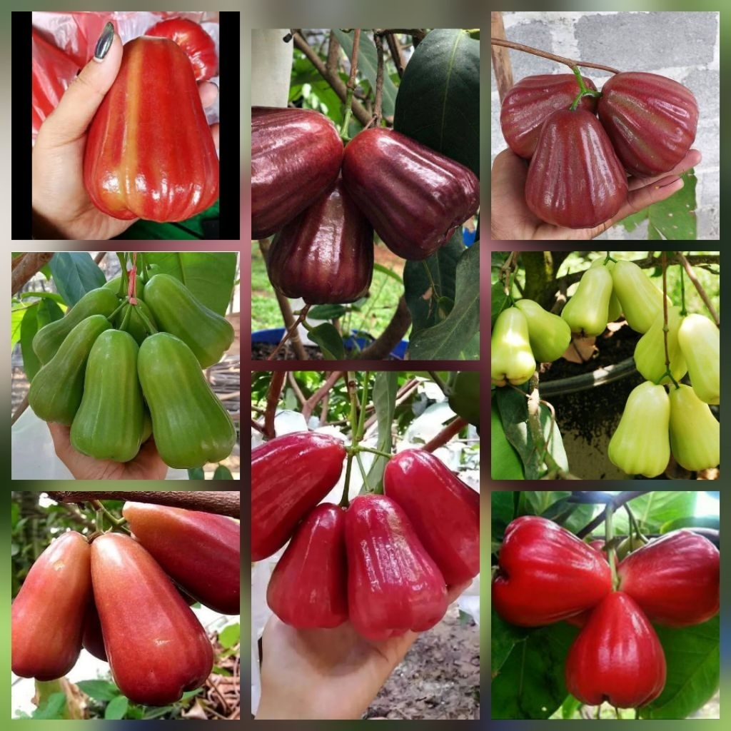 Jual Pohon Indukan Jambu Air Besar | Shopee Indonesia