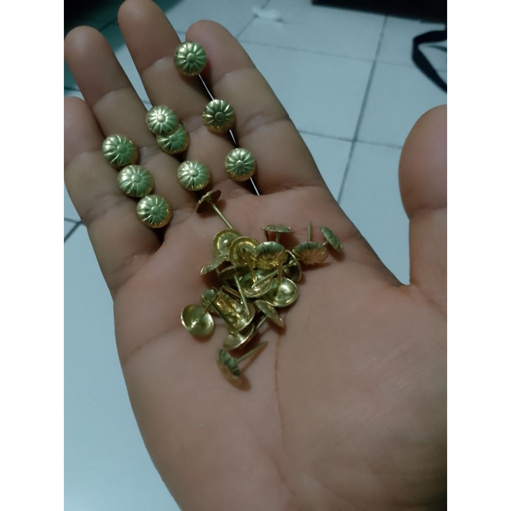 Jual (50pcs) paku pines gold | paku antik | paku payung | Shopee Indonesia