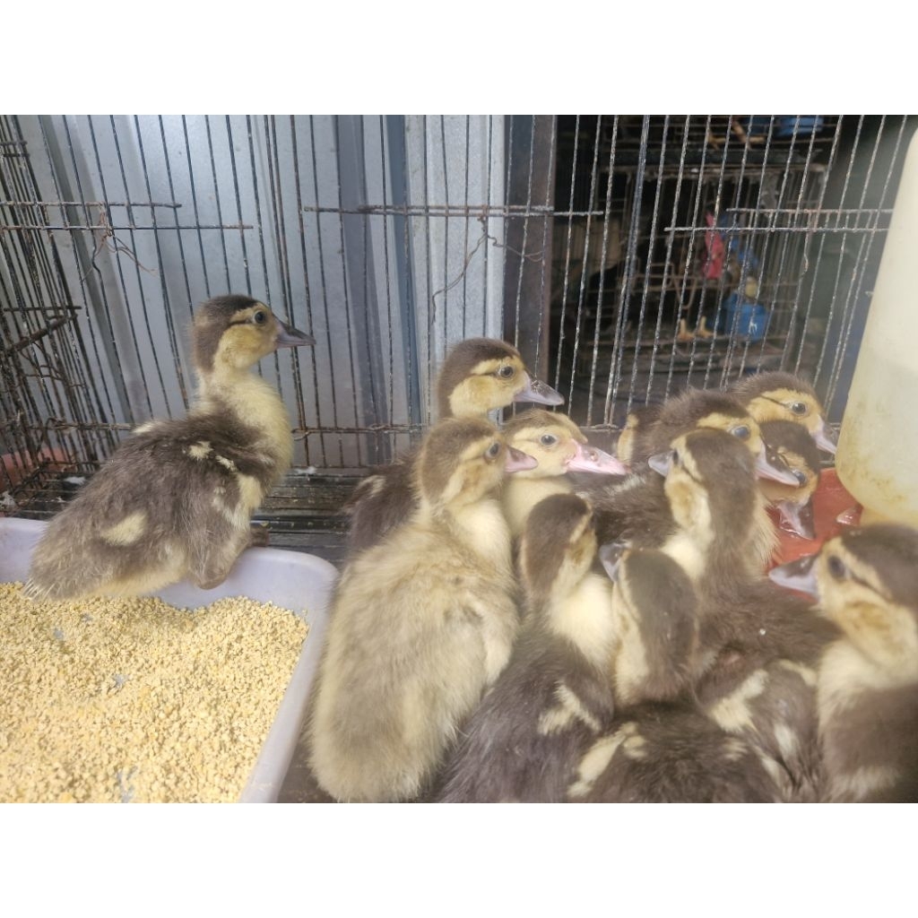 Jual Anak Entog lucu umur 1-2 minggu anak Entok Jumbo Eceran Khusus ...