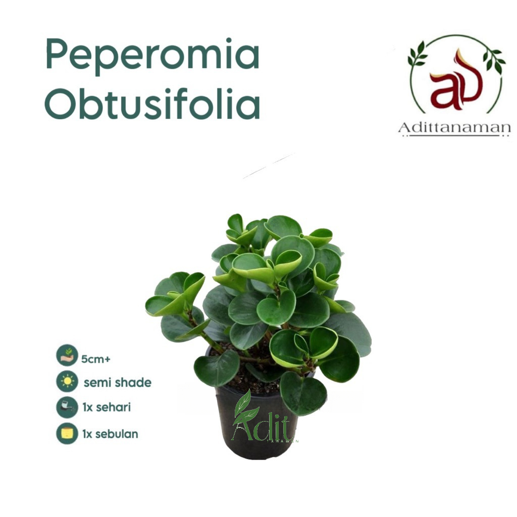 ( mp 2 ) TERMURAH! Tanaman Hias Teplan Peperomia Hijau & Varigata Teplan Jade Plant Teplan Koin / Bunga Hias Teplan Peperomia Tanaman Hidup Paperomia Jade Tanaman Indoor Bunga Hias Teplan Peperomia