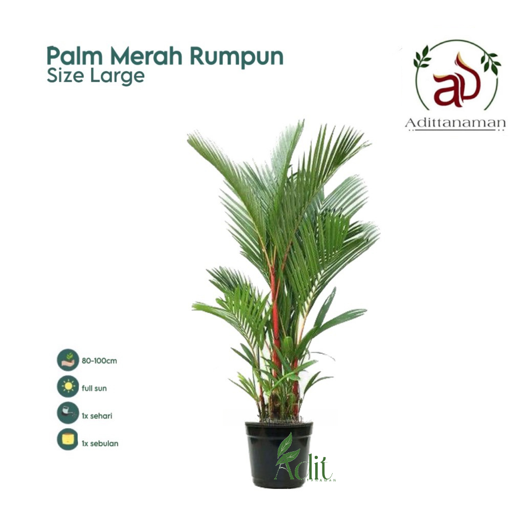 ( PROMO) Tanaman Hias Palm Merah Ukuran 1 meter - Pohon Palm Merah - bunga hias palm merah - Tanaman indoor palm merah - bibit palm merah