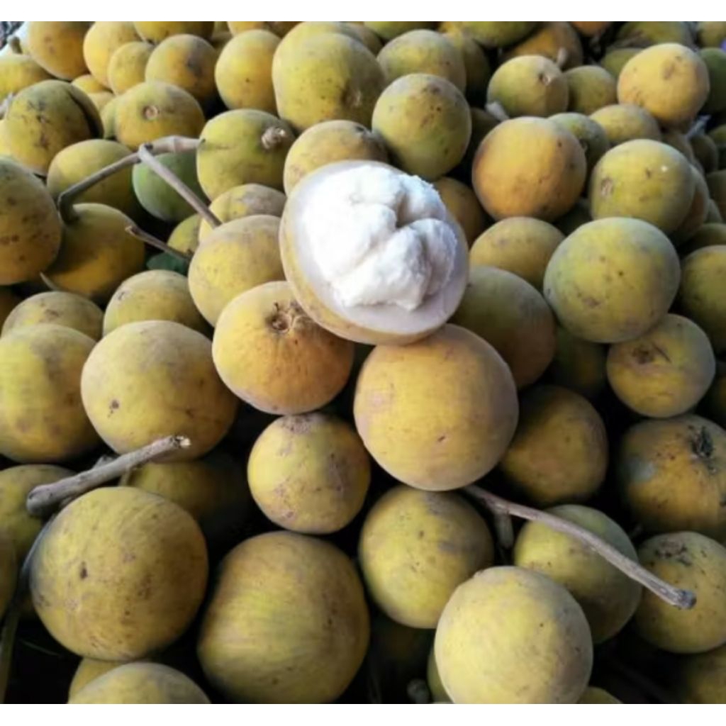 Jual Buah kecapi/Buah Sentul seger - 1kg | Shopee Indonesia