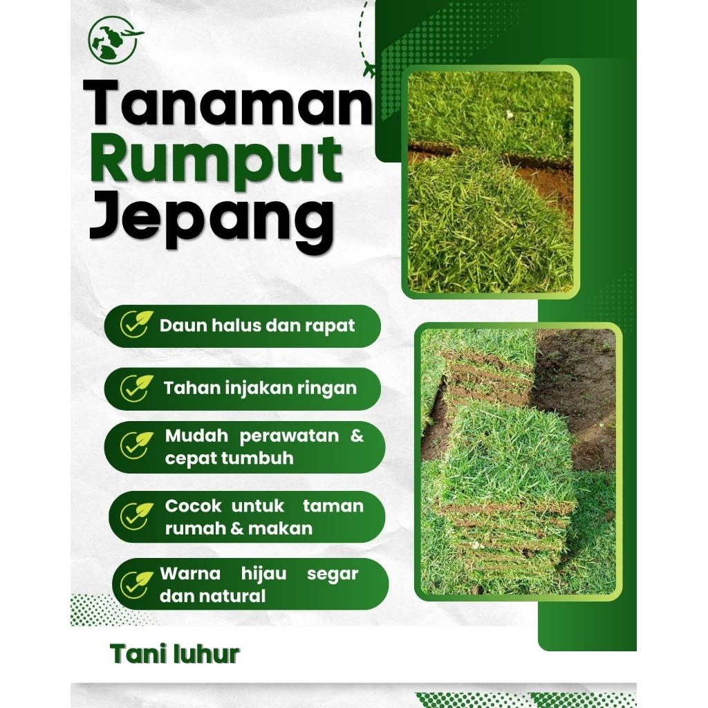 Jual RUMPUT JEPANG PAKET 25 KOTAK 20x20 cm- TAMAN, MAKAM DAN MINI ...
