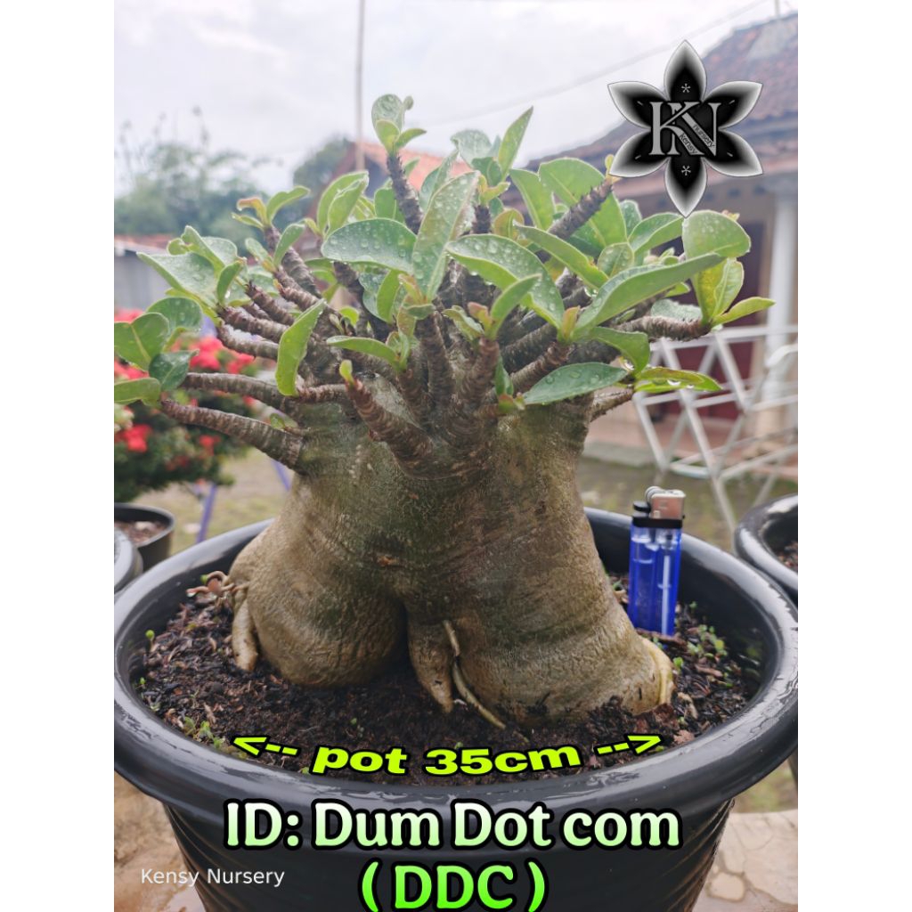 Jual ADENIUM JUMBO | ARABICUM JUMBO | BONSAI ADENIUM | | Shopee Indonesia