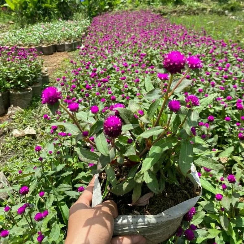 Jual Tanaman hias bunga kancing — Tanaman bunga knop — kembang kancing ...
