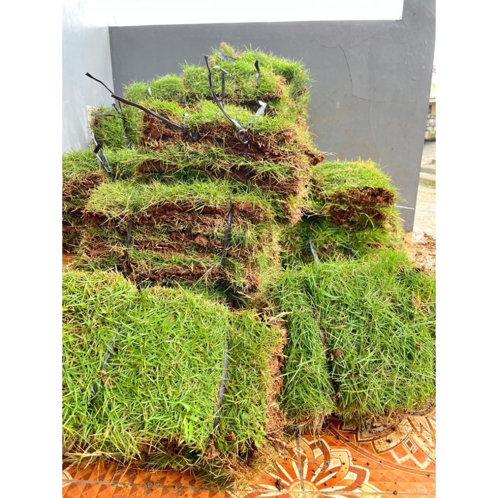 Jual 30 Lembar Rumput Jepang Fresh | Shopee Indonesia