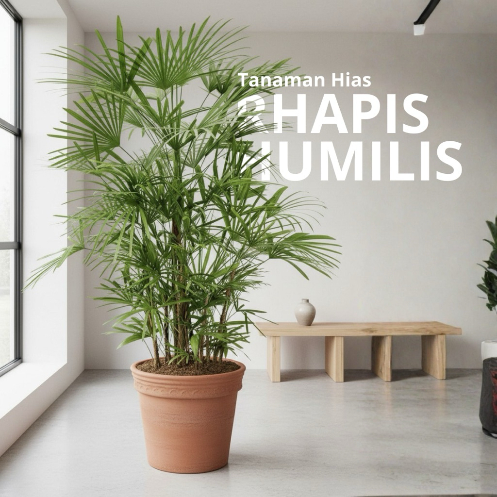 Jual Tanaman Hias Rhapis Humilis Palm daun Ramping tanaman indor/outdor ...