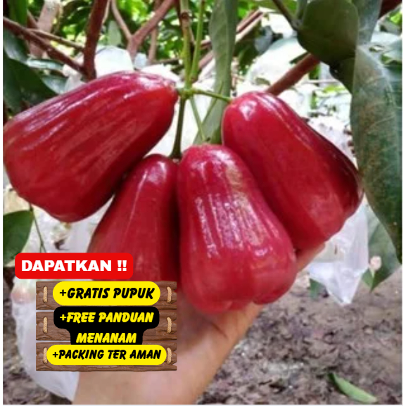 Bibit / Pohon Jambu Air Citra Super Unggul Cepat Berbuah/Berbunga