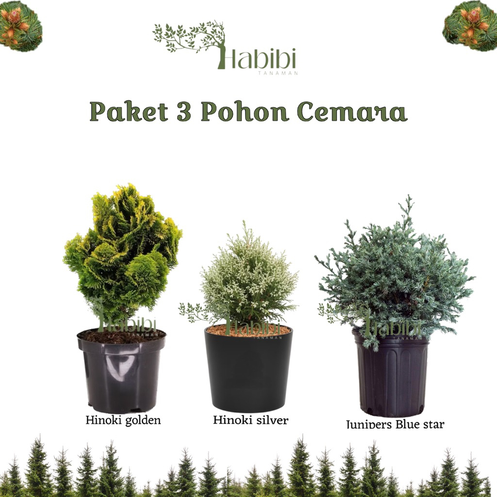 Jual Paket hemat 3 Tanaman hias cemara - cemara hinoki kuning - cemara ...