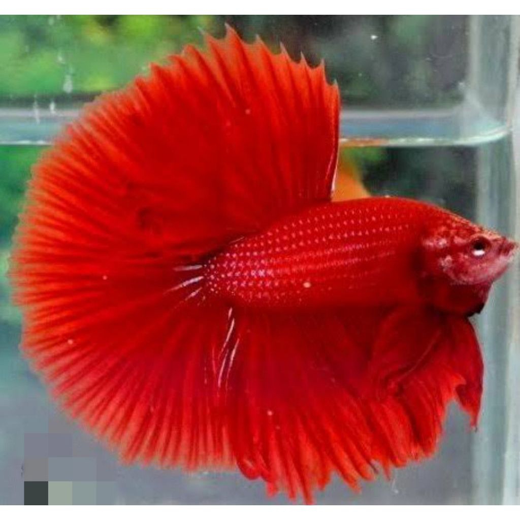 Jual Ikan Red Devil Terlengkap & Harga Terbaru Juli 2026 | Shopee Indonesia