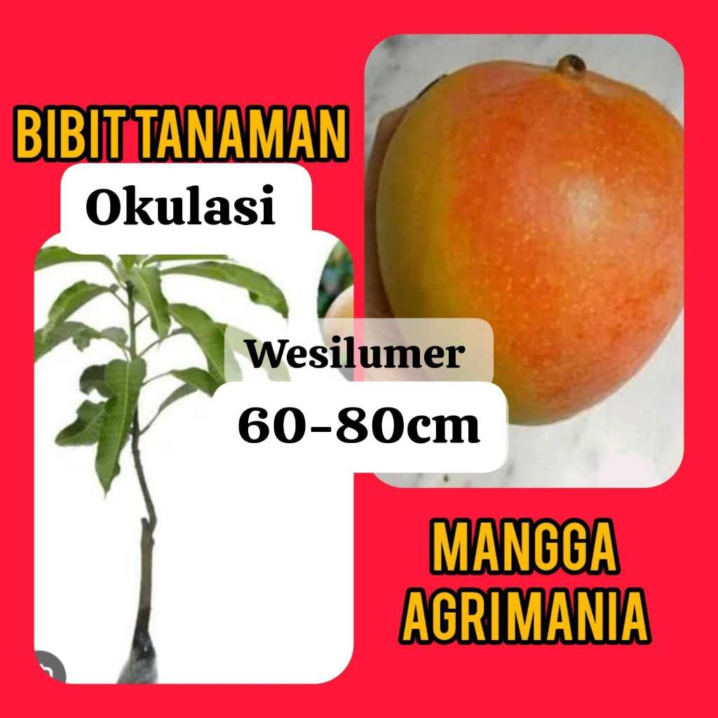 Jual Bibit Mangga Agrimania / R2E2. 60-80 cm | Shopee Indonesia