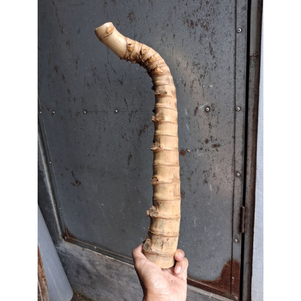 Jual BAMBU UNIK RUAS PENDEK ROSPEN SAMBUNGROGO (44 CM) APUS ISTIMEWA ...