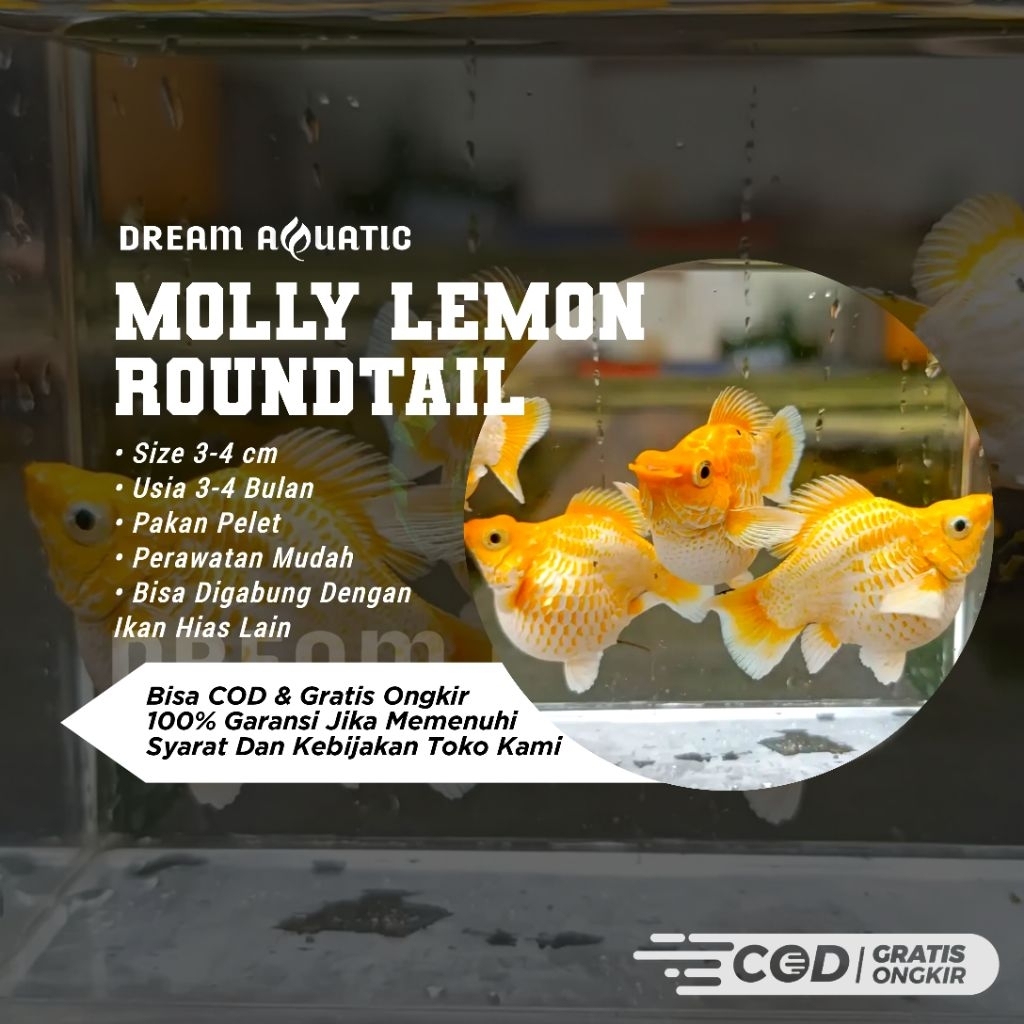 Produk DREAM AQUATIC TLG | Shopee Indonesia
