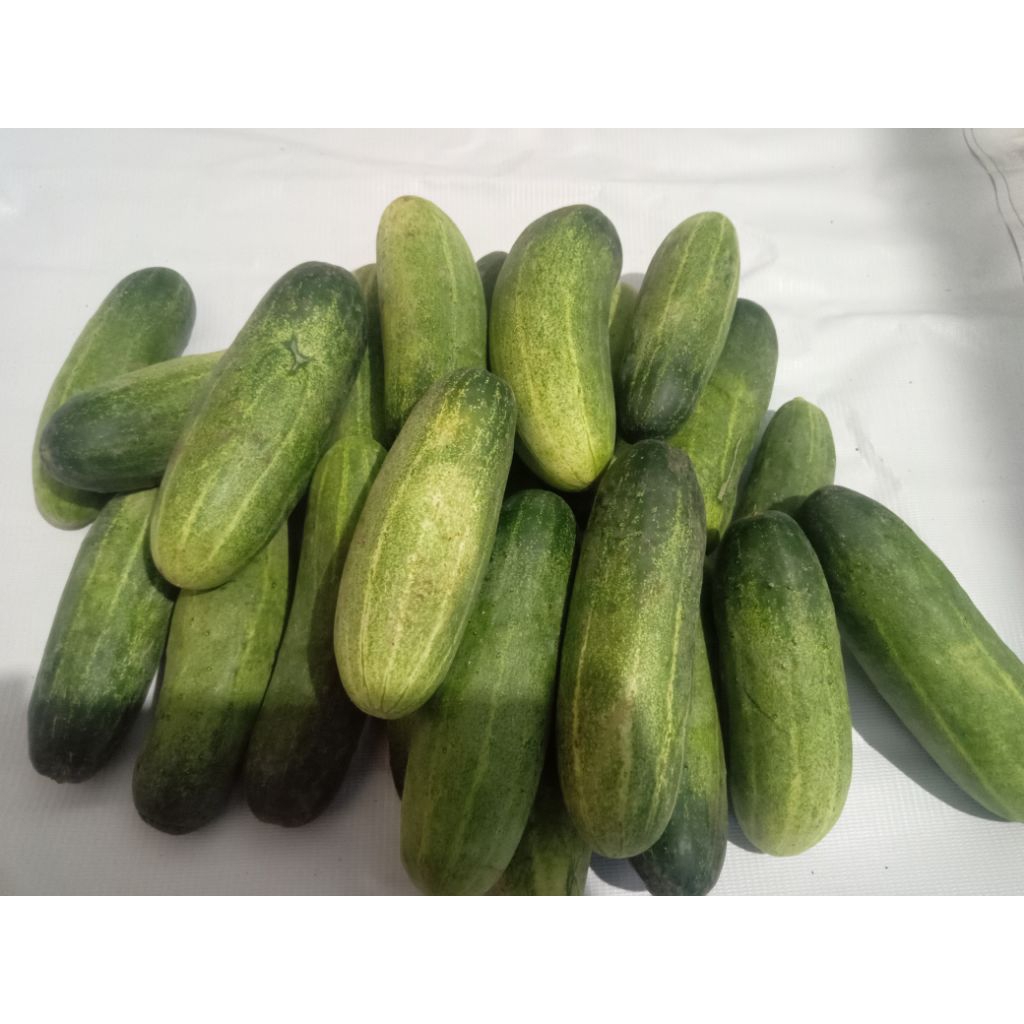 Jual timun fresh 1kg/mentimun/ketimun | Shopee Indonesia