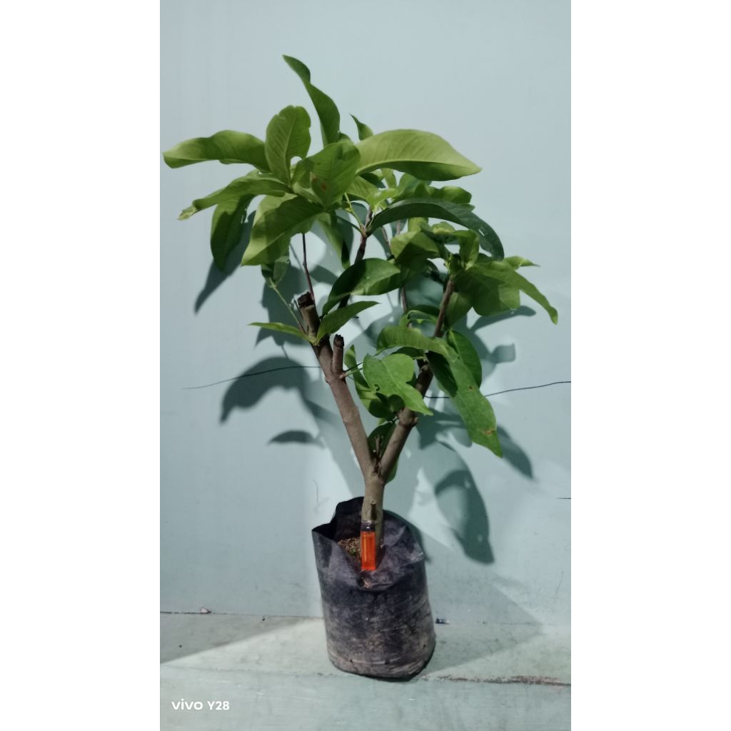 Jual Jambu Air Batang Besar Citra , Madu deli | Shopee Indonesia
