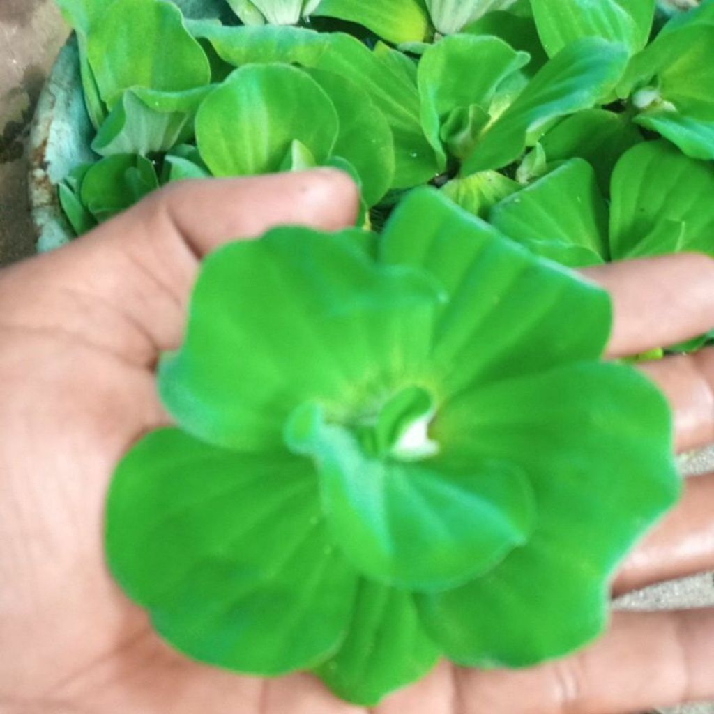Jual Tanaman Aquatic Kayu Apu Mini Kecil | Shopee Indonesia