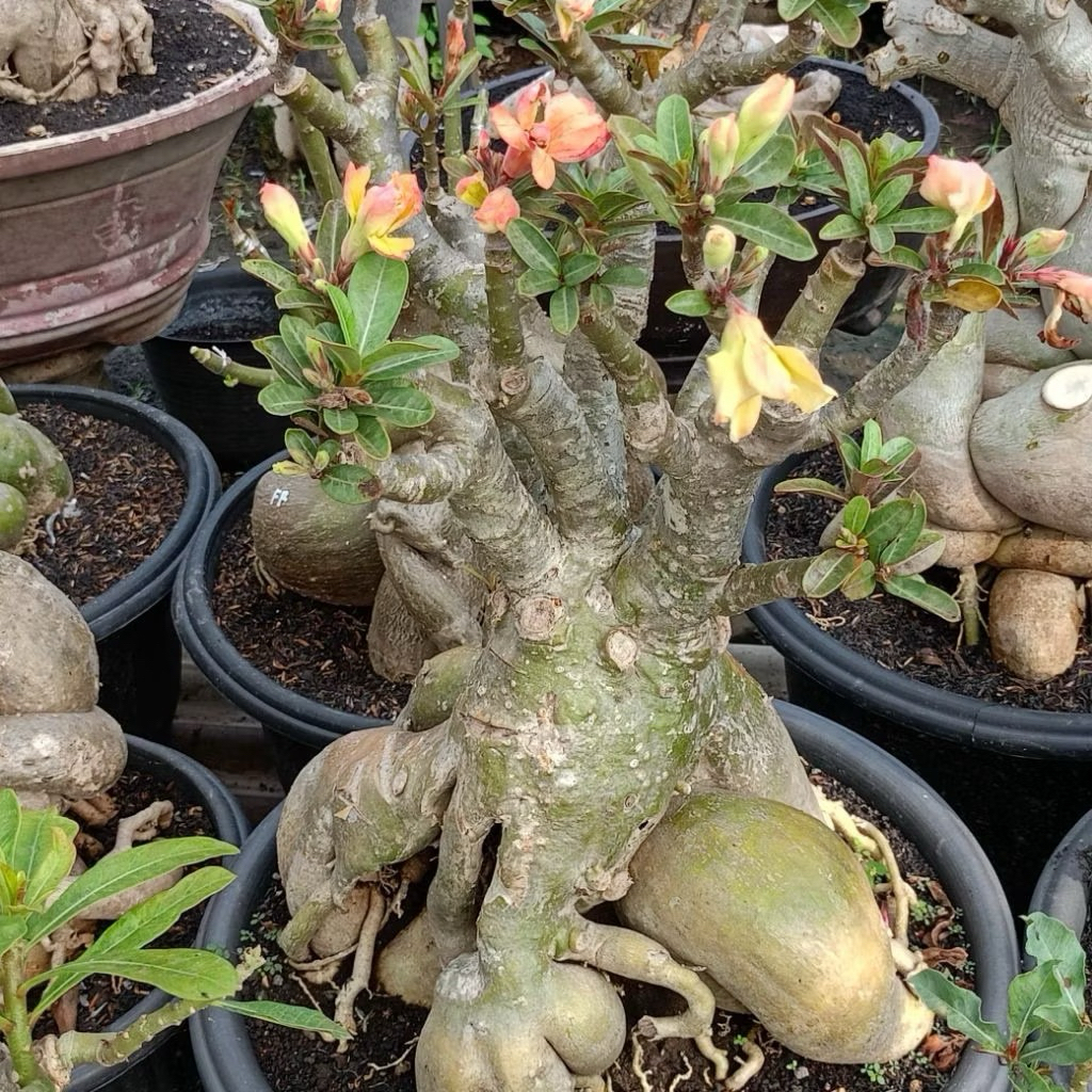 Jual Bonsai Adenium Terlengkap & Harga Terbaru Juli 2026 | Shopee Indonesia