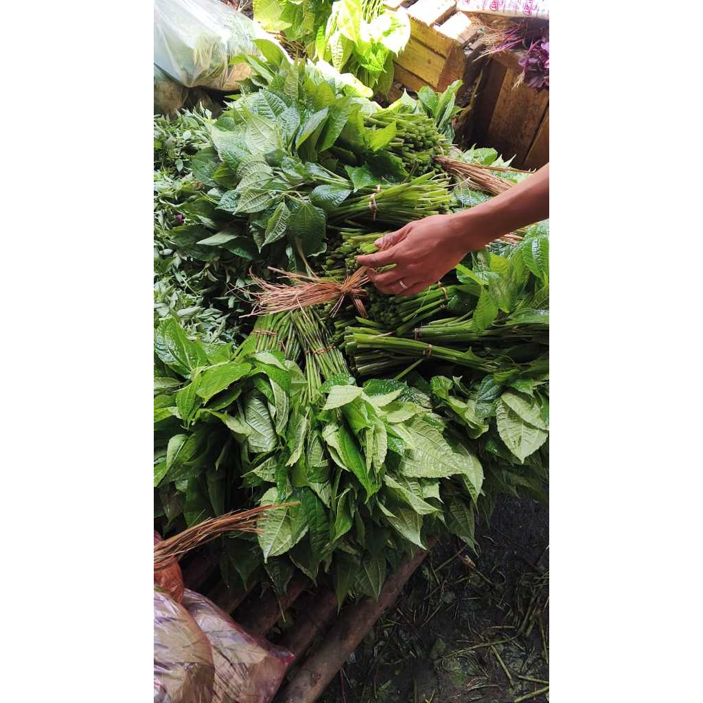 Jual Daun Pohpohan 1 Ikat Lalapan Sunda Poh Pohan Segar | Shopee Indonesia