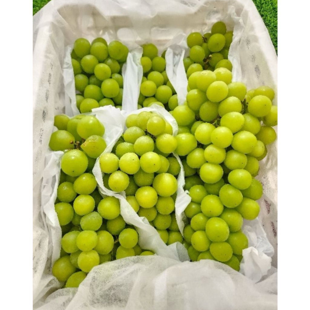 Jual ANGGUR MUSCAT 1KG | Shopee Indonesia