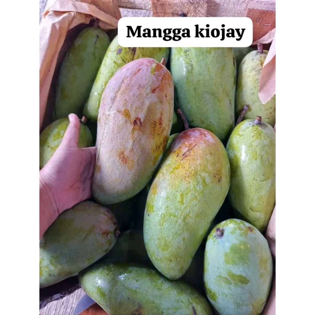 Jual Mangga Kiojay Thailand Kualitas Super Segar Tua mengkal kriuk ...
