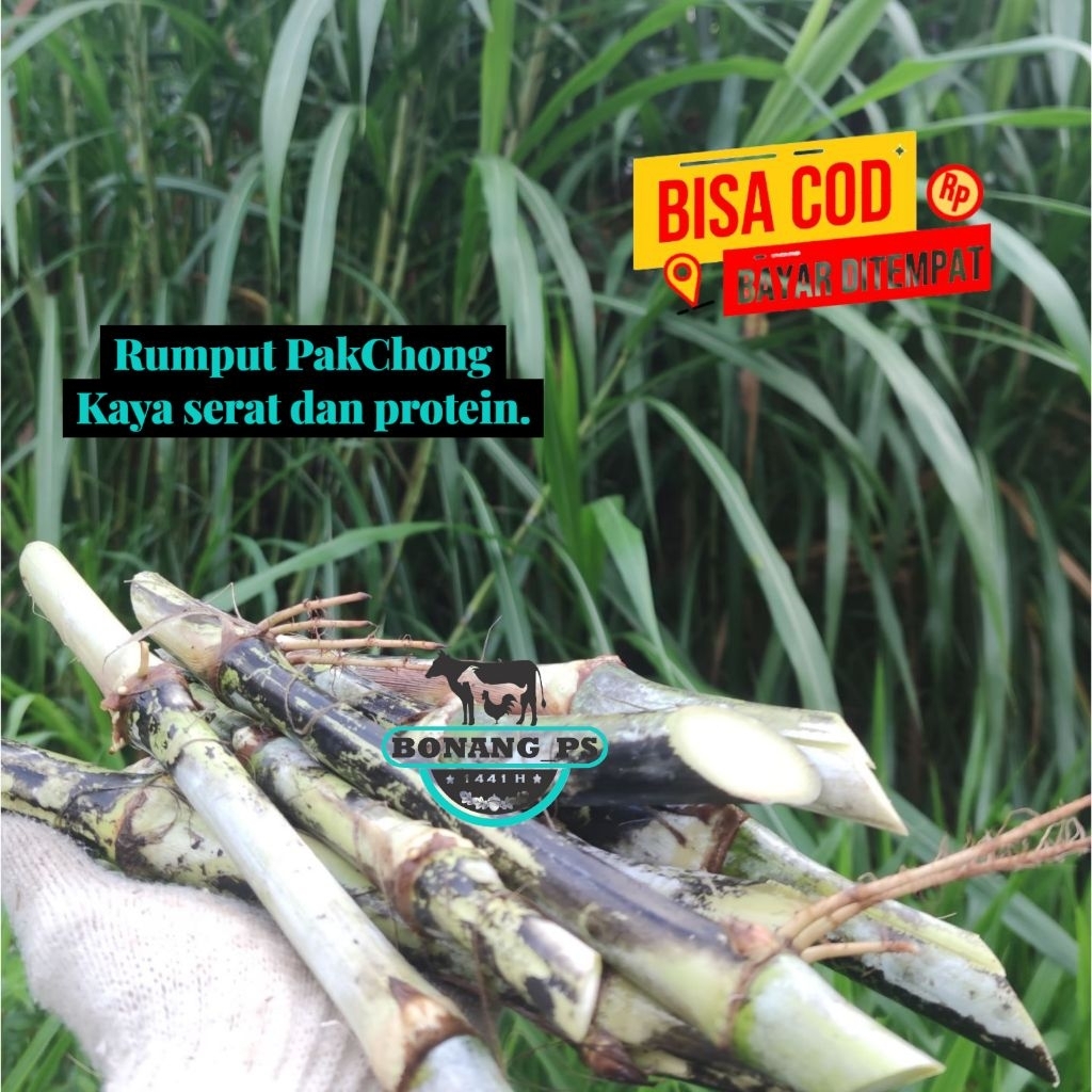 Jual BIBIT Rumput Pakchong 1Kg HARGA PROMO | Shopee Indonesia