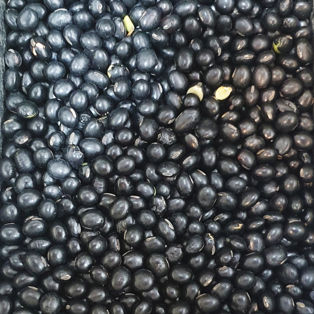 Jual WU DOU / QING REN WU DOU - Kacang Hitam / Kedelai Hijau / Kedelai ...