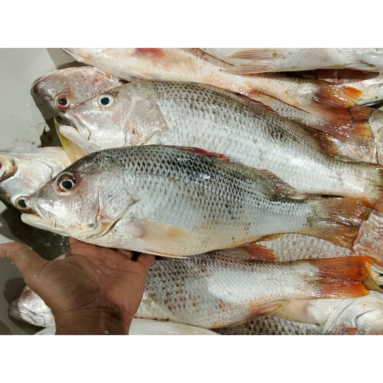 Jual Ikan Kakap 1Kg Ikan Kakap Segar Ikan Kakap Merah Jenaha Ikan ...