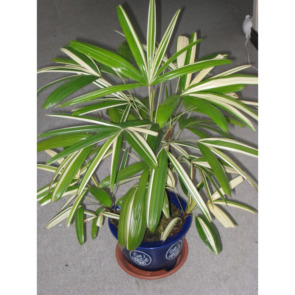 Jual Tanaman Palem Jari varigata atau Palem Waregu varigata(Rhapis ...